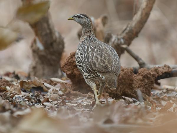 <h3><a href="/trips/gambia/biota/animalia/chordata/aves/006 galliformes/005 phasianidae/pternistis bicalcaratus/pternistis bicalcaratus-nl.html">Pternistis&nbsp;bicalcaratus</a> / Double‑spurred&nbsp;francolin / Barbarijse&nbsp;frankolijn</h3>OM-1 Mark II met OLYMPUS M.150-400mm F4.5, 1/2000 sec  bij F4.5, ISO 4000, afstand 17.6&nbsp;m